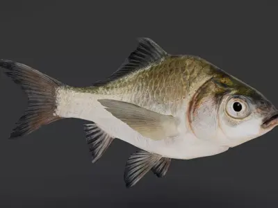 Freshwater Fish Collection 3D model