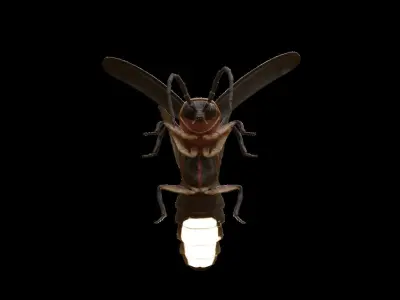 Realistic Firefly Insect - Rigged - Animated Low-poly 3D model