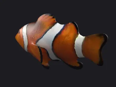 Clownfish Anemonefish Ocellaris fish aquarium tropical sea 3D model