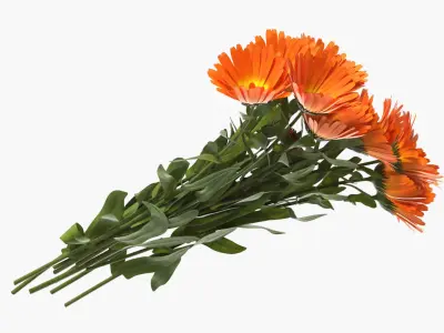 Calendula Flower Bouquet with Leaves Orange Fur 3D model