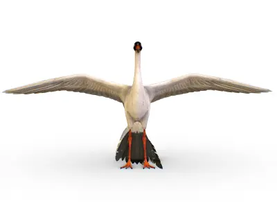 LowPoly Crane Bird Low-poly 3D model