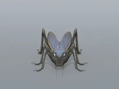 Gryllulus   Cricket Low-poly 3D model