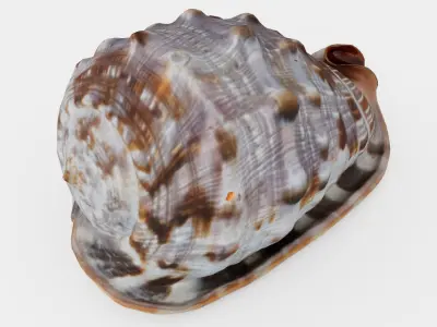 Red Helmet Shell Of A Ocean Snail Low-poly 3D model