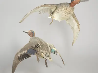 Flying duck 13 Low-poly 3D model