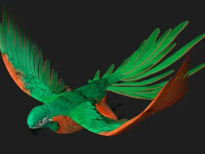 Parrot A2 3D model