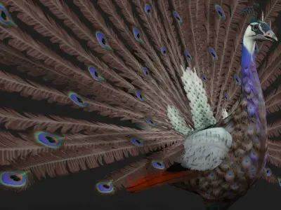 Peacock V2E 3D model