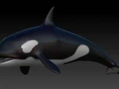 Rigged Orca Low-poly 3D model