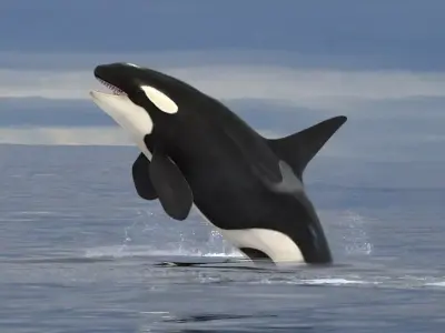 Killer Whale - Orca Low-poly 3D model