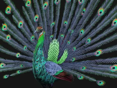 Peacock A3 3D model