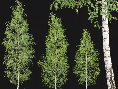 Birch forest part 12 3D model