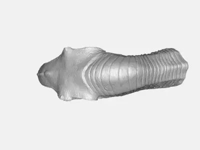 T-Rex head model 3D model