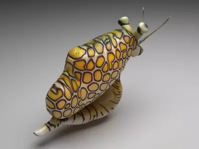 Flamingo Tongue Snail 3D model