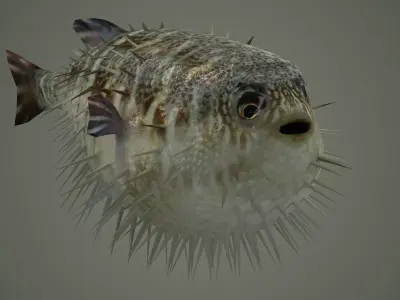 Sealife  Puffer fish Sealife - Puffer fish sea ocean fish  3D model