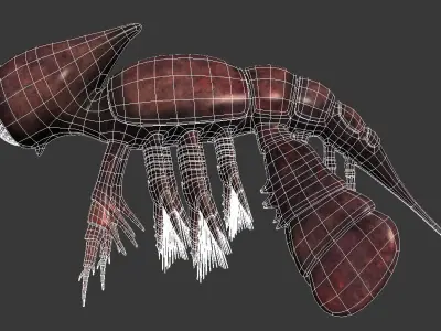 Cambropachycope 3D model