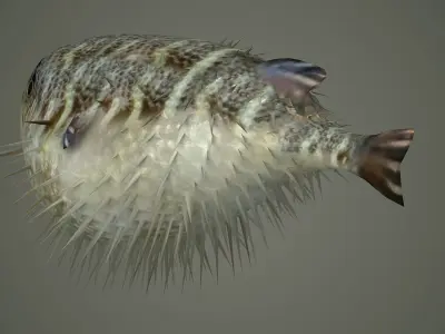 Sealife  Puffer fish Sealife - Puffer fish sea ocean fish  3D model