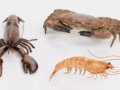 Shrimp Crab Lobster - Crustacean Collection 3D model