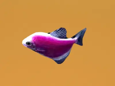 glofish rigged lowpoly Low-poly 3D model