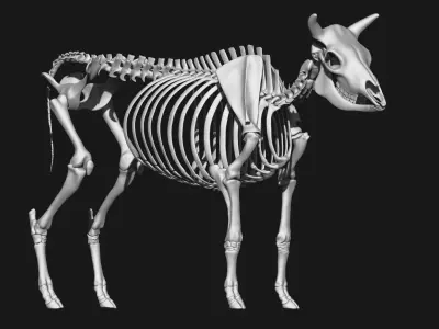 Cow skeleton 3D model