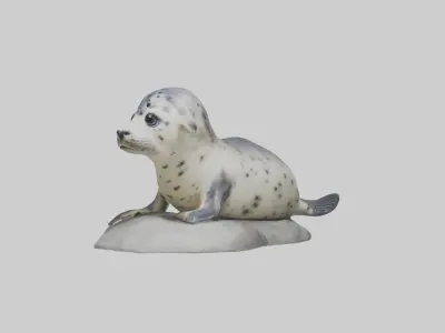 Harbor Seal Pup Model 1 Low-poly 3D model