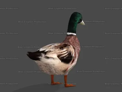 DUCK MALE ANIMATED Low-poly 3D model