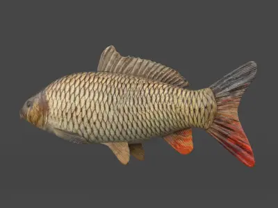 Fish Collection 3D model