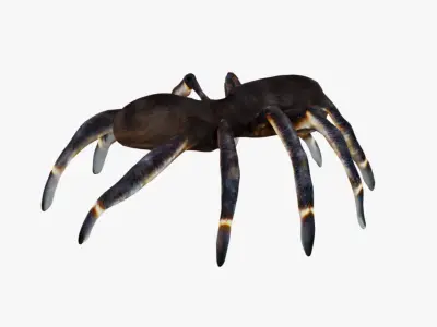 Tarantula Free 3D model