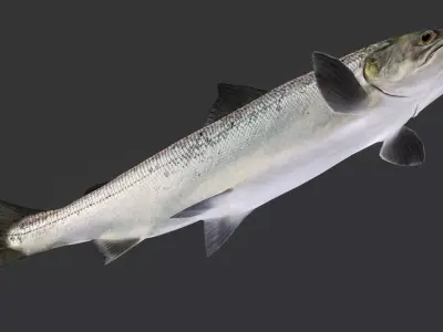 Realistic Salmon Animated 3D model