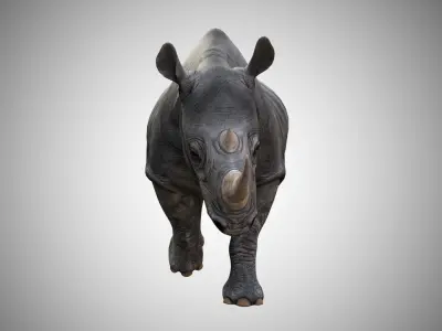 Rhino  Low Poly Rigged with high quality texture Low-poly 3D model