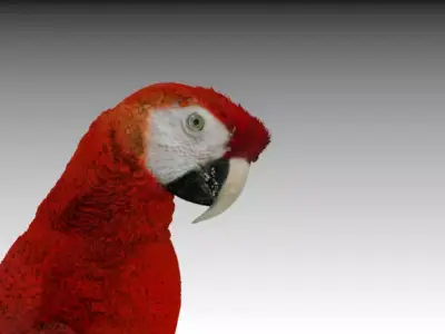 Red Macaw Parrot animated Low-poly 3D model