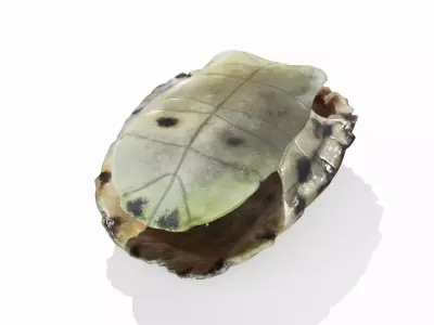 Painted Turtle Shell Free 3D model