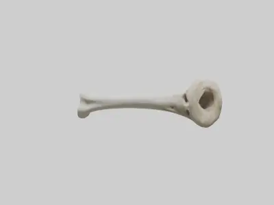 Giraffe Humerus Low-poly 3D model