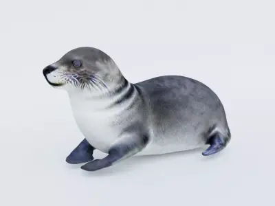 Seal Animal Free 3D model
