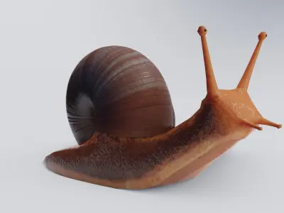 Low Poly Snail 3D Model Low-poly 3D model