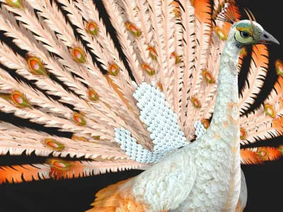 Peacock V5E 3D model