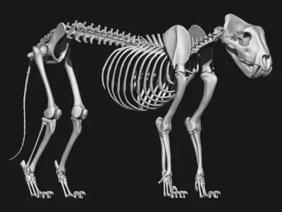 Jaguar skeleton 3D model