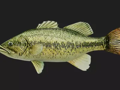 Bass fish Low-poly 3D model