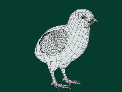 Baby Chicken Animal Low-poly 3D model