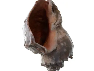 Conch shell 3D model