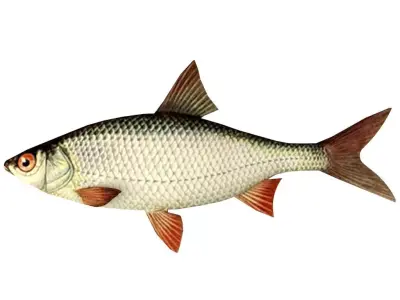Roach Fish 3D model