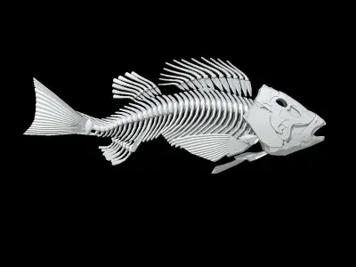Perch fish skeleton Low-poly 3D model