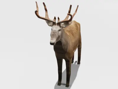 Deer Obj Blend 3D model