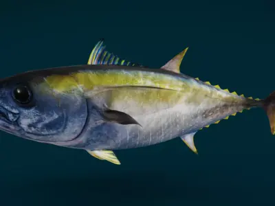 Realistic Yellowfin Tuna Animated 3D model