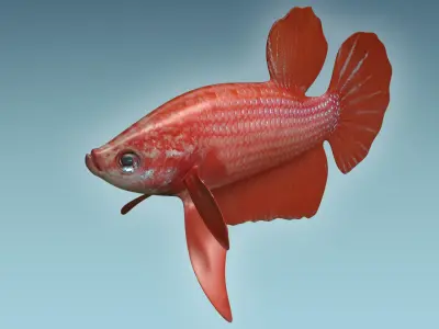Betta Fish 6 3D model