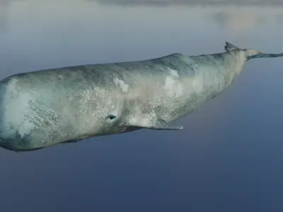 Whale  Low-poly 3D model