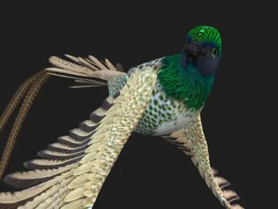 PheasantBird B4 3D model