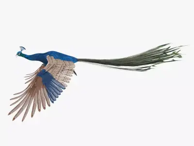 Peacock peafowl bird rigged 3d model Low-poly 3D model