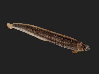 Gunnel Low-poly 3D model