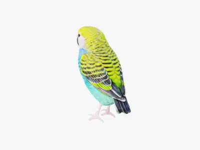 Budgerigar Free 3D model