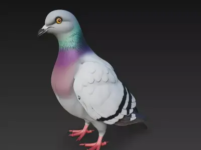 Pigeon  Realistic 3D Model Basic - Low Poly Realistic Low-poly 3D model