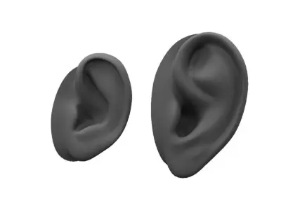 ear 3d model 3D model